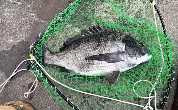 「クロダイ乗っ込みシーズン開幕！落とし込み釣りで良型クロダイ2枚【名古屋港】」の画像