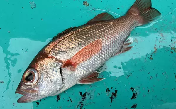 富山湾でアカムツ釣りシーズン到来！開幕戦で本命3匹手中に成功【強神丸】