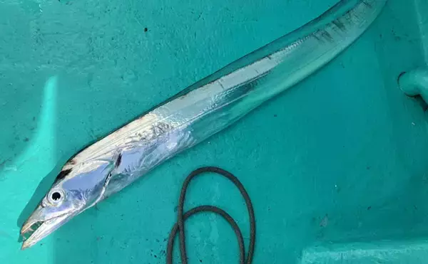 「富山湾でアカムツ釣りシーズン到来！開幕戦で本命3匹手中に成功【強神丸】」の画像