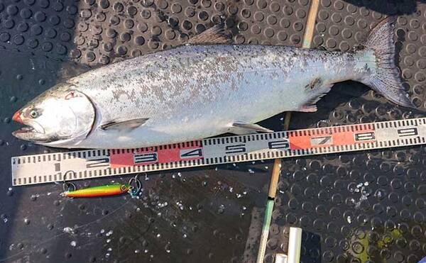 ジギングに必需品の Peライン とリーダーの関係 ルアー直結はng 22年1月18日 エキサイトニュース