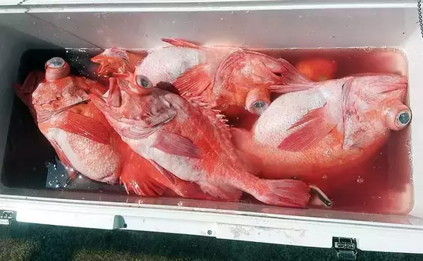 「深場釣りで4.1kg良型メヌケ手中　船中60kg級アブラボウズも浮上」の画像