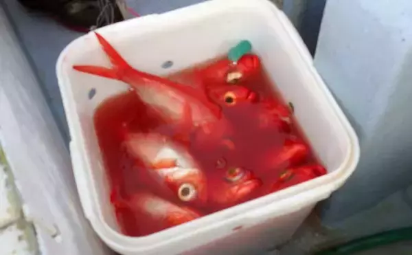 「深場釣りで4.1kg良型メヌケ手中　船中60kg級アブラボウズも浮上」の画像