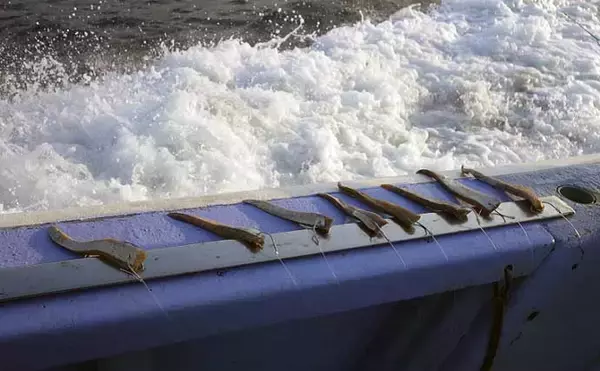 「深場釣りで4.1kg良型メヌケ手中　船中60kg級アブラボウズも浮上」の画像