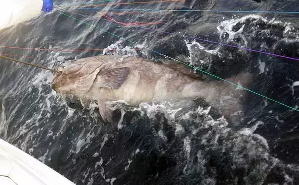 「深場釣りで4.1kg良型メヌケ手中　船中60kg級アブラボウズも浮上」の画像