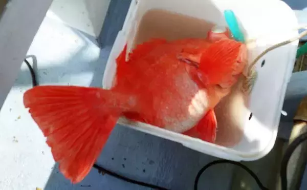 「深場釣りで4.1kg良型メヌケ手中　船中60kg級アブラボウズも浮上」の画像