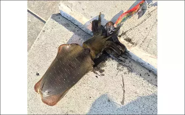 「「あなたはのんびり派？せっかち派？」それぞれに向いている釣りをAIに聞いてみた」の画像