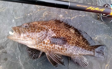 磯の新スタイル「ハイパーマエウチゲーム」で入れ食い！【宮崎】アカハタ35cm級＆オオモンハタ連発