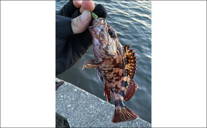 「冬はカサゴが大きくなるぞ！」デイ＆ナイトゲームそれぞれの大型狙い方を紹介