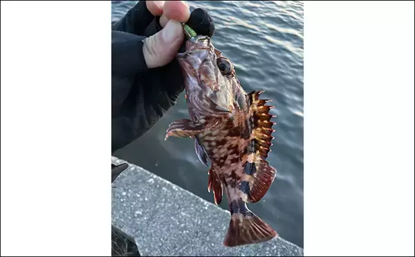 「「冬はカサゴが大きくなるぞ！」デイ＆ナイトゲームそれぞれの大型狙い方を紹介」の画像