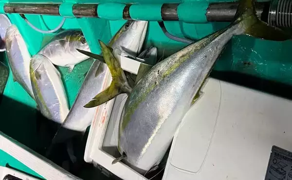 「寒ブリが大爆釣！」電気ブリ釣りでたった30分でクーラー満タンに【新潟・謙信丸】