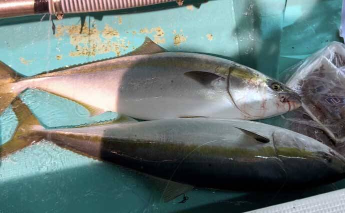 「寒ブリが大爆釣！」電気ブリ釣りでたった30分でクーラー満タンに【新潟・謙信丸】