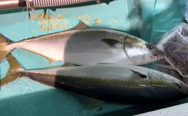 「「寒ブリが大爆釣！」電気ブリ釣りでたった30分でクーラー満タンに【新潟・謙信丸】」の画像