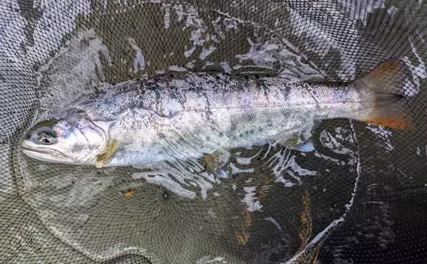 【自然と向き合う渓流釣り入門】日本の伝統エサ釣りを基礎から解説