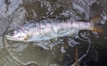 【自然と向き合う渓流釣り入門】日本の伝統エサ釣りを基礎から解説