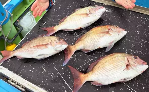 東京湾のコマセマダイ釣り完全解説　タックル・指示ダナ・誘いの基本を総まとめ