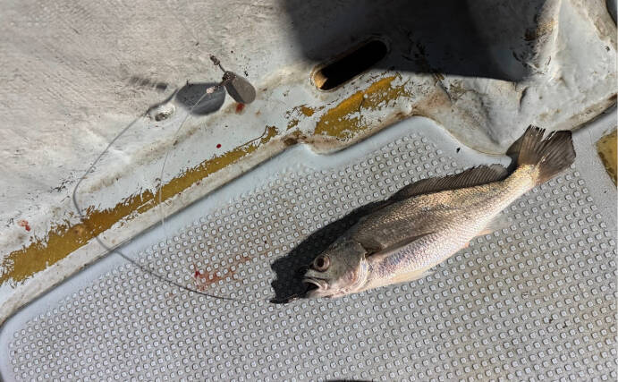 「釜ごと借りたくなるほど美味しい」のに知名度のない不思議な魚『カマガリ（クログチ）』