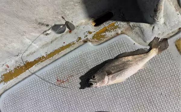 「「釜ごと借りたくなるほど美味しい」のに知名度のない不思議な魚『カマガリ（クログチ）』」の画像