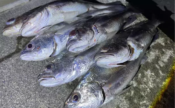 「「釜ごと借りたくなるほど美味しい」のに知名度のない不思議な魚『カマガリ（クログチ）』」の画像