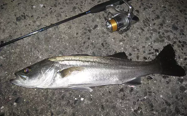 マイクロテンヤでの宙釣りでメバルにシーバスにカサゴ！【岡山】