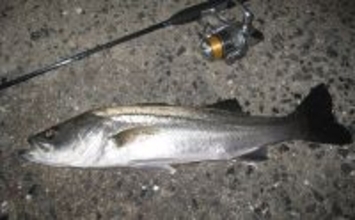 マイクロテンヤでの宙釣りでメバルにシーバスにカサゴ！【岡山】