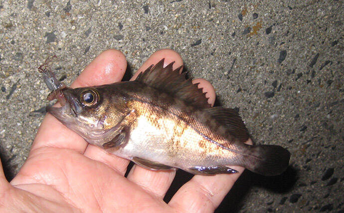 マイクロテンヤでの宙釣りでメバルにシーバスにカサゴ！【岡山】