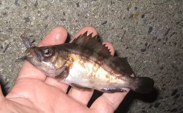 「マイクロテンヤでの宙釣りでメバルにシーバスにカサゴ！【岡山】」の画像