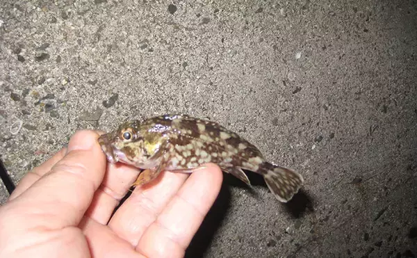 「マイクロテンヤでの宙釣りでメバルにシーバスにカサゴ！【岡山】」の画像