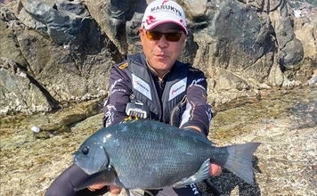 磯ロックゲームでアカハタ＆オオモンハタ連発【三重】フカセでは40cmグレ好捕