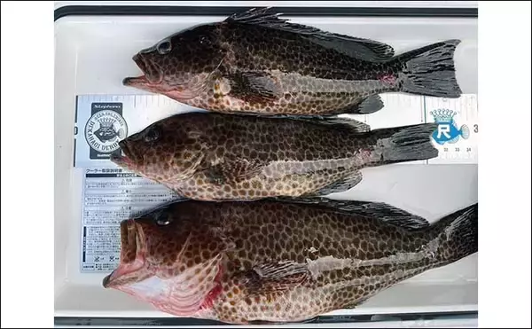 「磯ロックゲームでアカハタ＆オオモンハタ連発【三重】フカセでは40cmグレ好捕」の画像