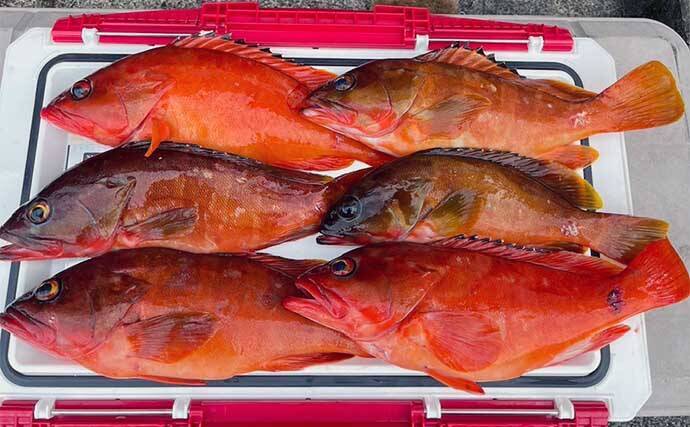 磯ロックゲームでアカハタ＆オオモンハタ連発【三重】フカセでは40cmグレ好捕