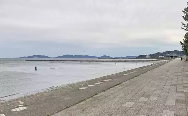 「解禁直後の潮干狩りでハマグリ＆カガミ貝合わせて3.6kg大漁！【愛知・春日浦海岸】」の画像