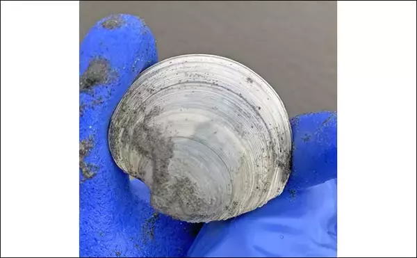 「解禁直後の潮干狩りでハマグリ＆カガミ貝合わせて3.6kg大漁！【愛知・春日浦海岸】」の画像