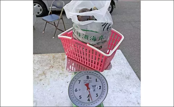 「解禁直後の潮干狩りでハマグリ＆カガミ貝合わせて3.6kg大漁！【愛知・春日浦海岸】」の画像