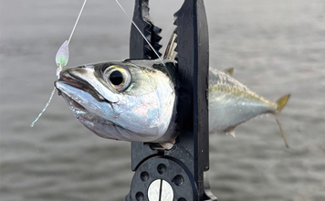 「ここが残念！100均ジグサビキ」 スナップの強度とティンセルの劣化にご注意を