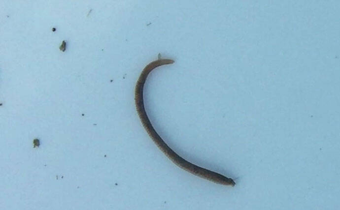 牡蠣は美味しいだけじゃない？　カキ殻に棲みつく様々な海の生き物たちを紹介