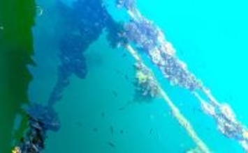 牡蠣は美味しいだけじゃない？　カキ殻に棲みつく様々な海の生き物たちを紹介