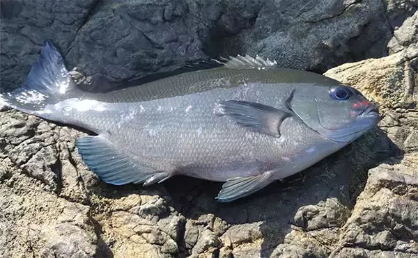 「地磯でのフカセ釣りで寒グレ（メジナ）を狙う【和歌山】エサ取りのタカベに苦戦」の画像