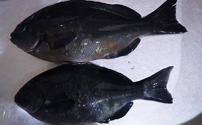 地磯でのフカセ釣りで寒グレ（メジナ）を狙う【和歌山】エサ取りのタカベに苦戦