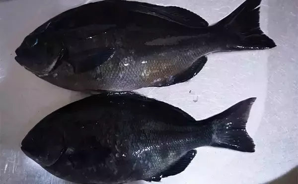 「地磯でのフカセ釣りで寒グレ（メジナ）を狙う【和歌山】エサ取りのタカベに苦戦」の画像