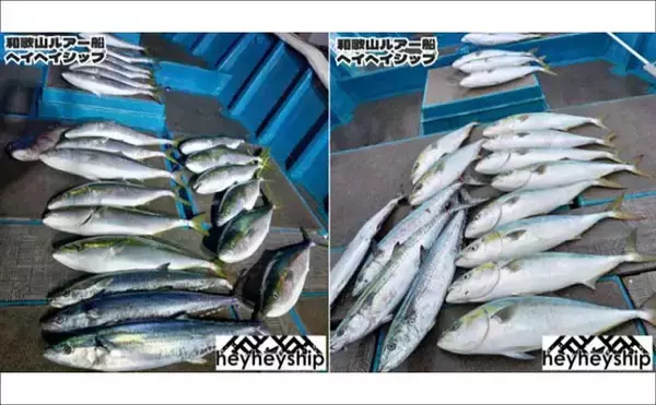 「ジギングでブリが連発！釣る人8匹と爆釣！　関西エリアの【船釣り特選釣果】」の画像