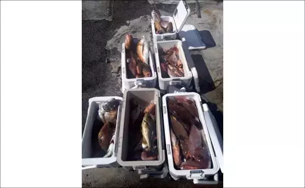 「ジギングでブリが連発！釣る人8匹と爆釣！　関西エリアの【船釣り特選釣果】」の画像