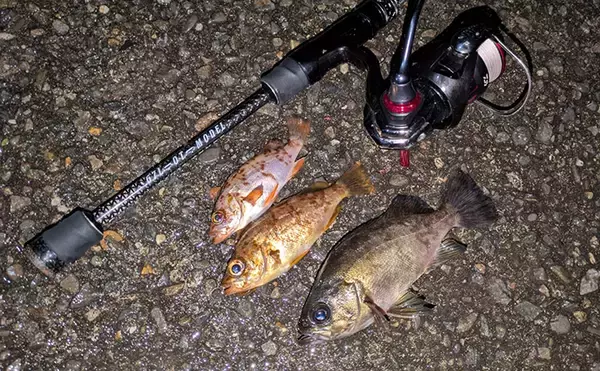 紀北から中紀をラン＆ガン！【和歌山】ライトソルトゲームでメバルにカサゴにマゴチ手中