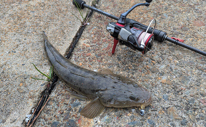 紀北から中紀をラン＆ガン！【和歌山】ライトソルトゲームでメバルにカサゴにマゴチ手中