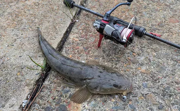 「紀北から中紀をラン＆ガン！【和歌山】ライトソルトゲームでメバルにカサゴにマゴチ手中」の画像