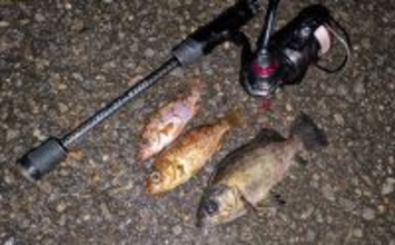 紀北から中紀をラン＆ガン！【和歌山】ライトソルトゲームでメバルにカサゴにマゴチ手中