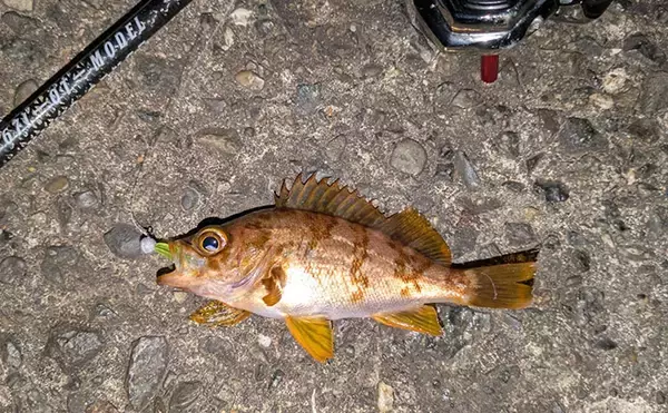 「紀北から中紀をラン＆ガン！【和歌山】ライトソルトゲームでメバルにカサゴにマゴチ手中」の画像