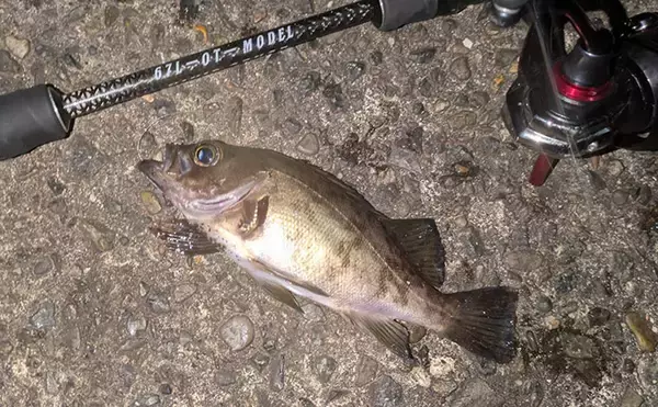 「紀北から中紀をラン＆ガン！【和歌山】ライトソルトゲームでメバルにカサゴにマゴチ手中」の画像