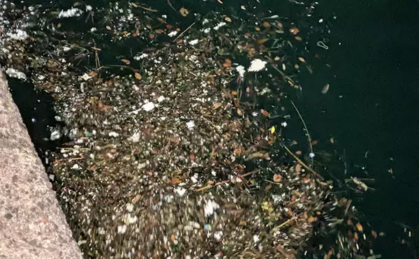 「紀北から中紀をラン＆ガン！【和歌山】ライトソルトゲームでメバルにカサゴにマゴチ手中」の画像