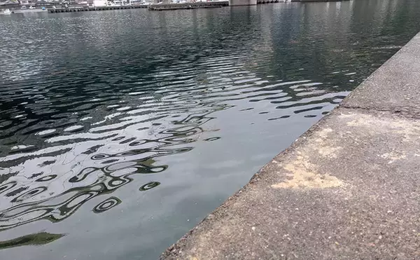 「紀北から中紀をラン＆ガン！【和歌山】ライトソルトゲームでメバルにカサゴにマゴチ手中」の画像