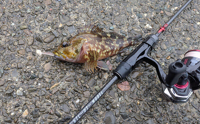 紀北から中紀をラン＆ガン！【和歌山】ライトソルトゲームでメバルにカサゴにマゴチ手中